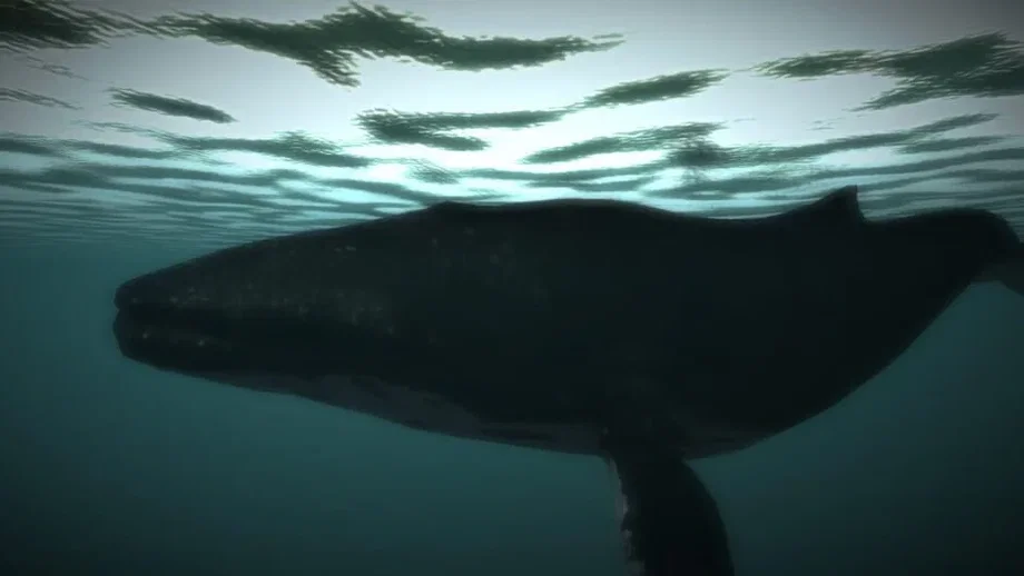 Age of Survival (PC) gallery image 8