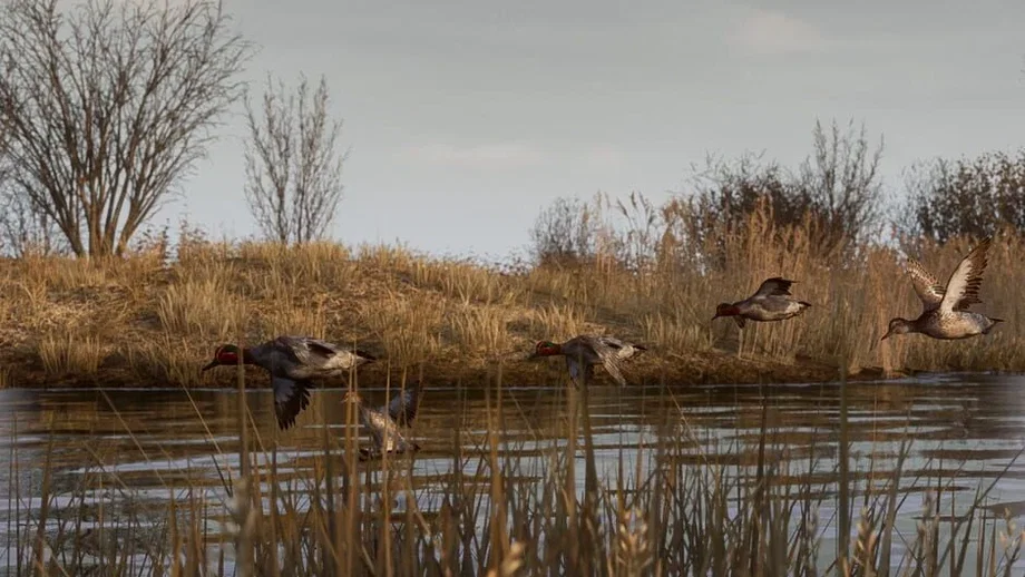 Bult: Hunting Simulator (PC) gallery image 2