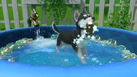 Little Friends: Puppy Island (PC) thumb 12
